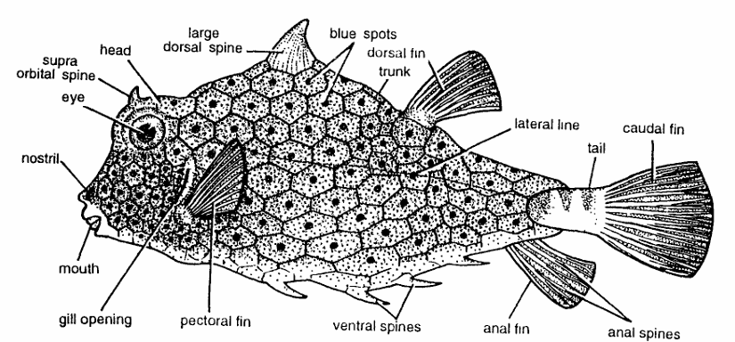 Classification of Ostracion (The Boxfish)