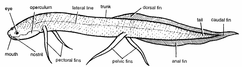 Classification of Protopterus (African Lung Fish)