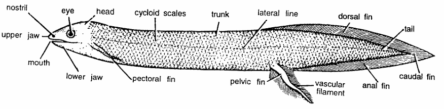 Classification of Lepidosiren Paradoxa (American Lung Fish)