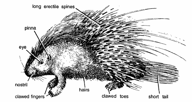 Classification of Hystrix (Porcupine)