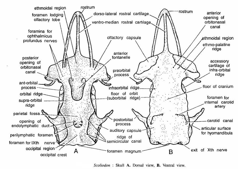 Scoliodon : Skull Bones