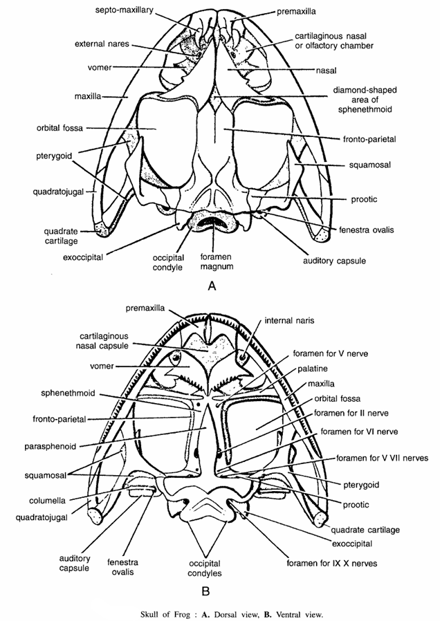 Frog : Skull Bones