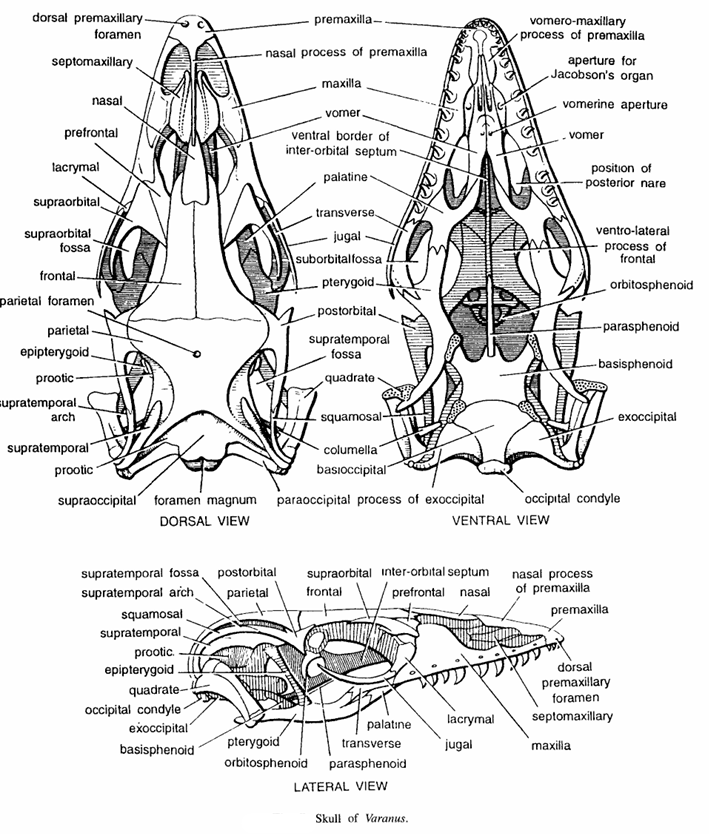 Varanus :- Skull Bones