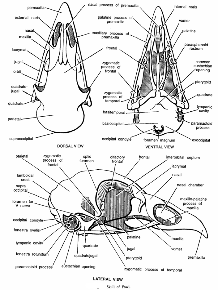 Fowl : Skull Bones