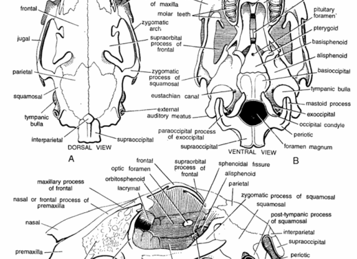 SKULL BONES IN VERTEBRATES