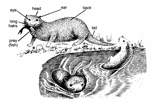 Classification of Lutra (Otter)