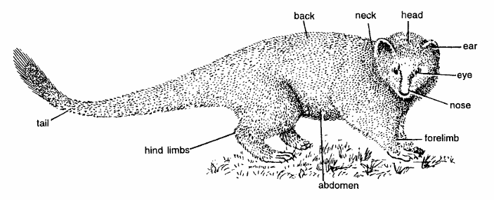 Classification of Herpestes (Mongoose)