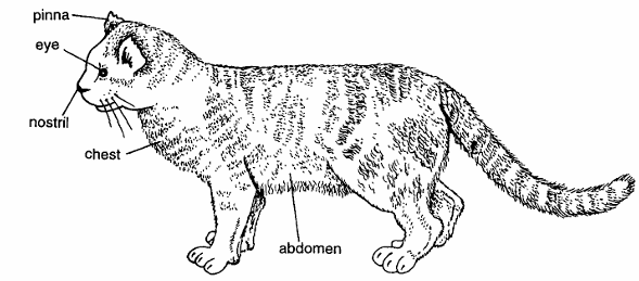 Classification of Felis Domesticus (Cat)