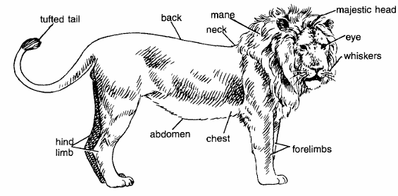 Classification of Panthera Leo (Lion)