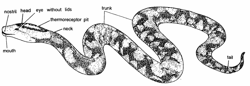 Classification of Python (Ajgar)