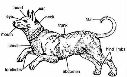 Classification of Canis Familiaris (Dog)