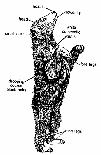 Classification of Melursus Ursinus (Sloth Bear)