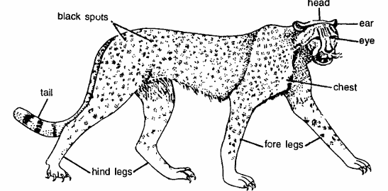 Classification of Acinonyx jubatus (Cheetah)