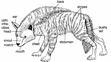 Classification of Hyena