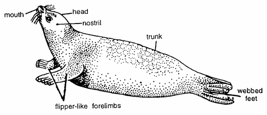 Classification of Phoca (Seal)