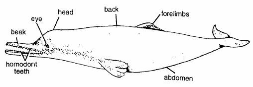 Classification of Platanista Gangetica (Ganges River Dolphin)