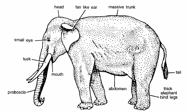 Classification of Elephas Maximus (Asiatic Elephant)