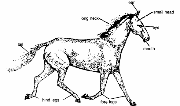 Classification of Equus Caballus (Horse)