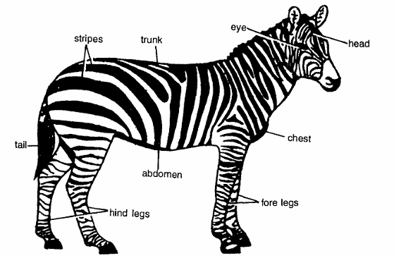 Classification of Zebra