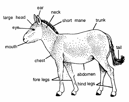 Classification of Equus Hemionus (Donkey Or Ass)