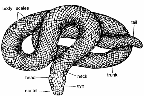 Classification of Eryx (Sand Boa)