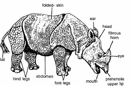 Classification of Rhinoceros