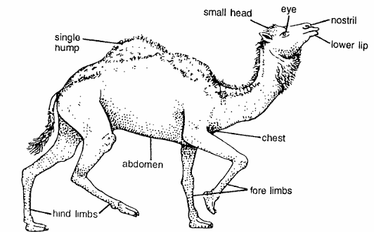 Classification of Camelus Dromedarius (Arabian Camel)