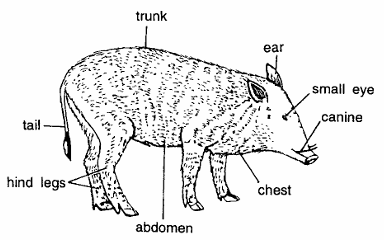 Classification of Sus Scrofa (Wild Boar)