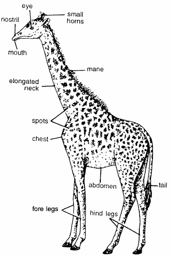 Classification of Giraffa camelopardalis (Giraffe)