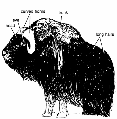 OVIBOS MOSCHATUS (MUSK OX)