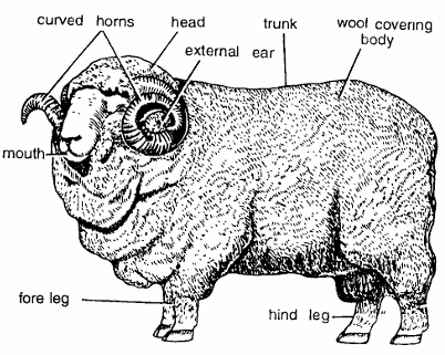 Classification of Ovis : Sheep