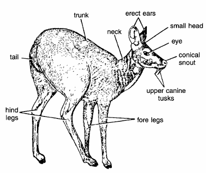 MOSCHUS MOSCHIFERUS (MUSK DEER)