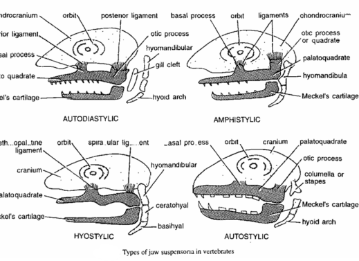 JAW SUSPENSIONS IN VERTEBRATES