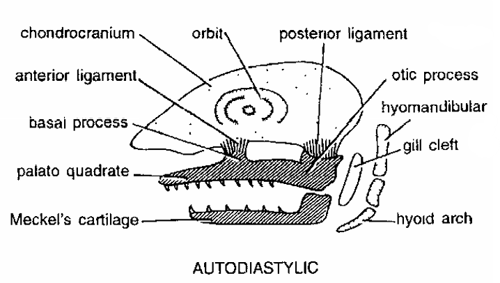 JAW SUSPENSIONS IN VERTEBRATES