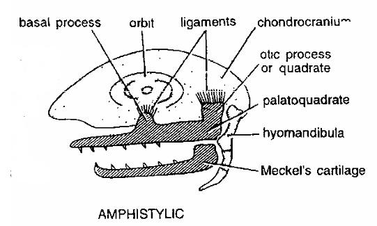 JAW SUSPENSIONS IN VERTEBRATES