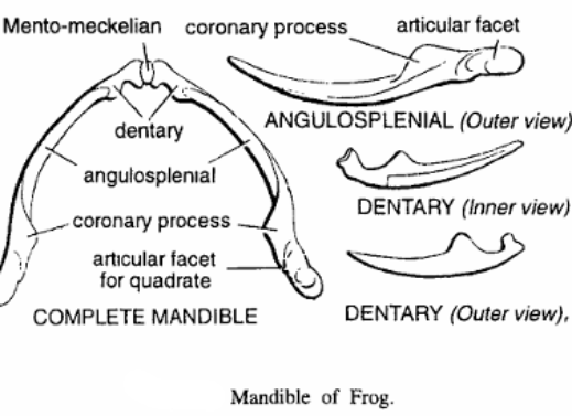 LOWER JAWS OR MANDIBLES IN VERTEBRATE