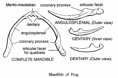 LOWER JAWS OR MANDIBLES IN VERTEBRATE