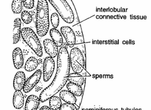 EMBRYOLOGY SLIDES – RABBIT (SPERMATOGENESIS & OOGENESIS)