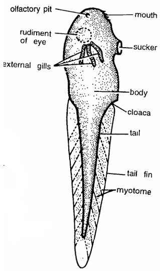 Frog : Tadpole Larva Whole Mount 