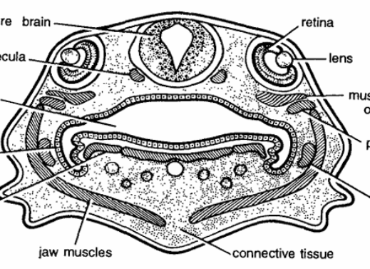 DEVELOPMENT OF FROG