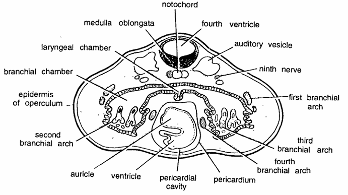 Frog : Early Tadpole T.S. Passing Through Ears