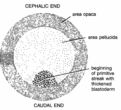 DEVELOPMENT OF CHICK