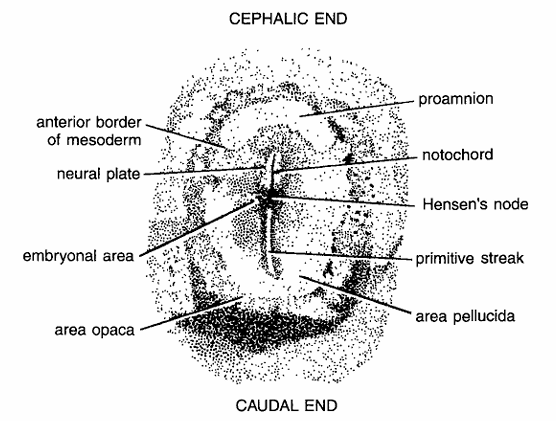 Chick embryo: Whole mount. 18 hours of incubation. 
