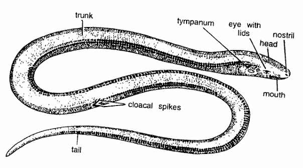 Classification of Ophisaurus (Glass Lizard)