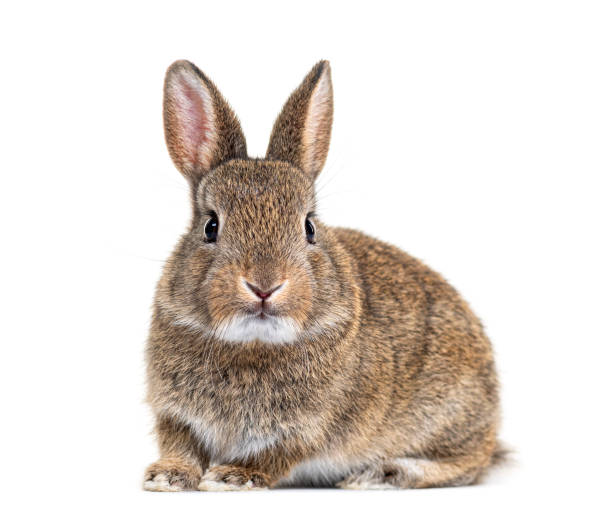 Classification of Oryctolagus (Rabbit)