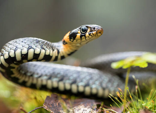 NATRIX (GRASS SNAKE)