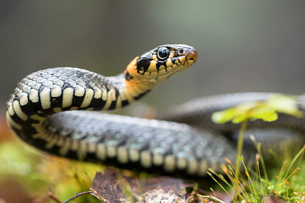 Classification of Natrix (Grass Snake)