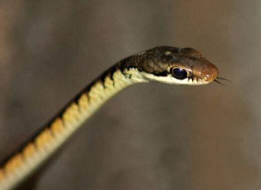 DENDROPHIS (TREE SNAKE)