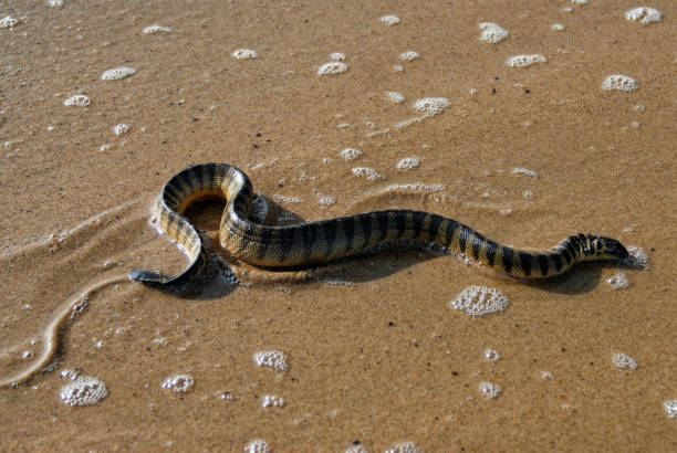 Classification of Hydrophis (Sea Snake)