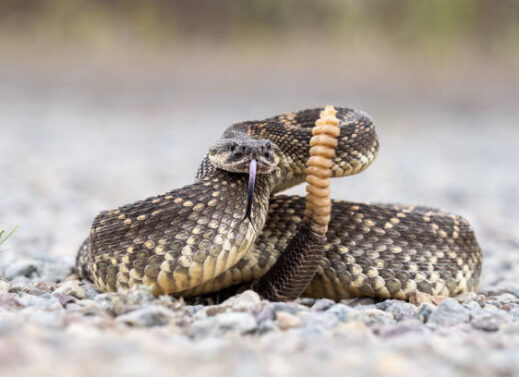 CROTALUS (RATTLE SNAKE)